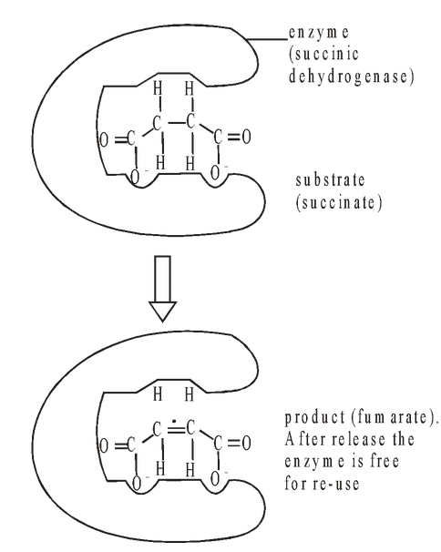 Competitive and Non-Competitive Enzyme Inhibition Class 11 | PW